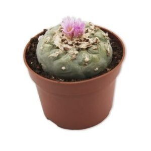 Peyote (Lophophora Williamsii) 5-7 cm