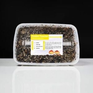 Golden Teacher Magic Mushroom Paddo Grow Kit