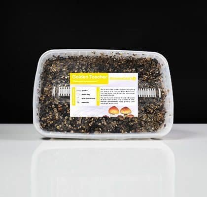 Golden Teacher Magic Mushroom Paddo Grow Kit