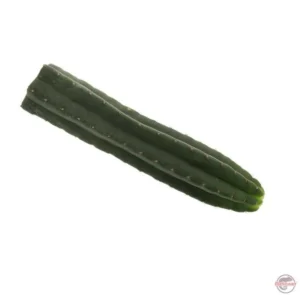 San Pedro Schneiden Pachanoi - 25 cm