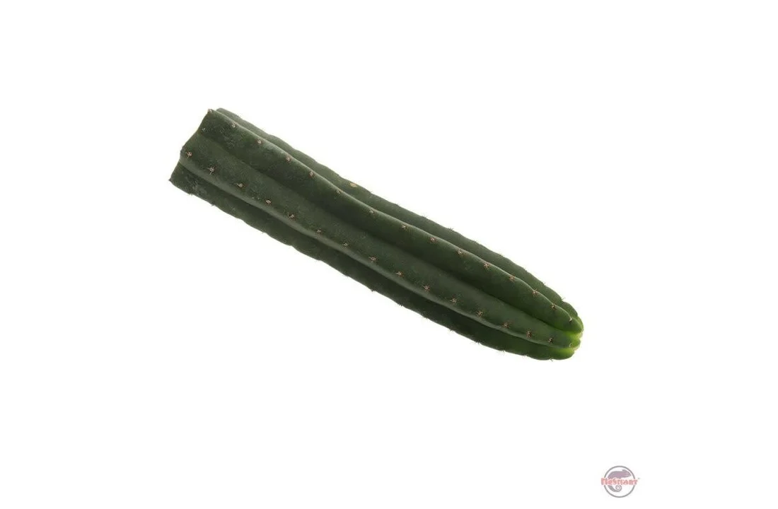 San Pedro Schneiden Pachanoi - 25 cm