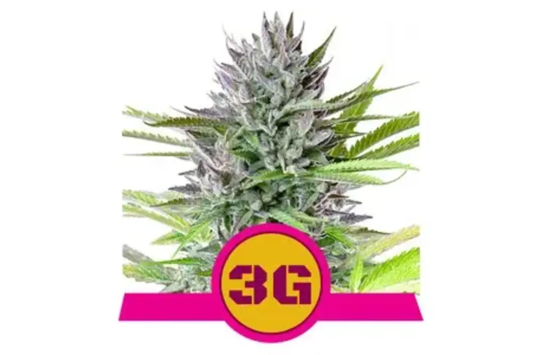 Royal Queen Seeds Triple G - Image 2