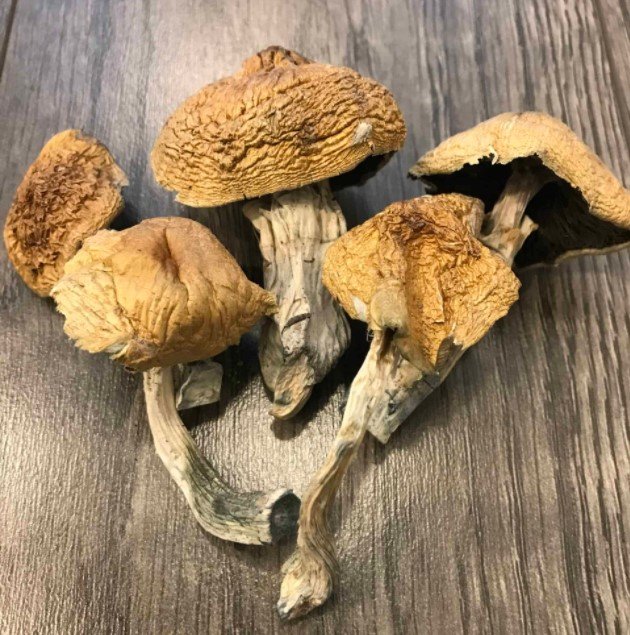 Alacabenzi Magic Mushrooms - Image 2