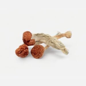 Cambodian Magic Mushrooms