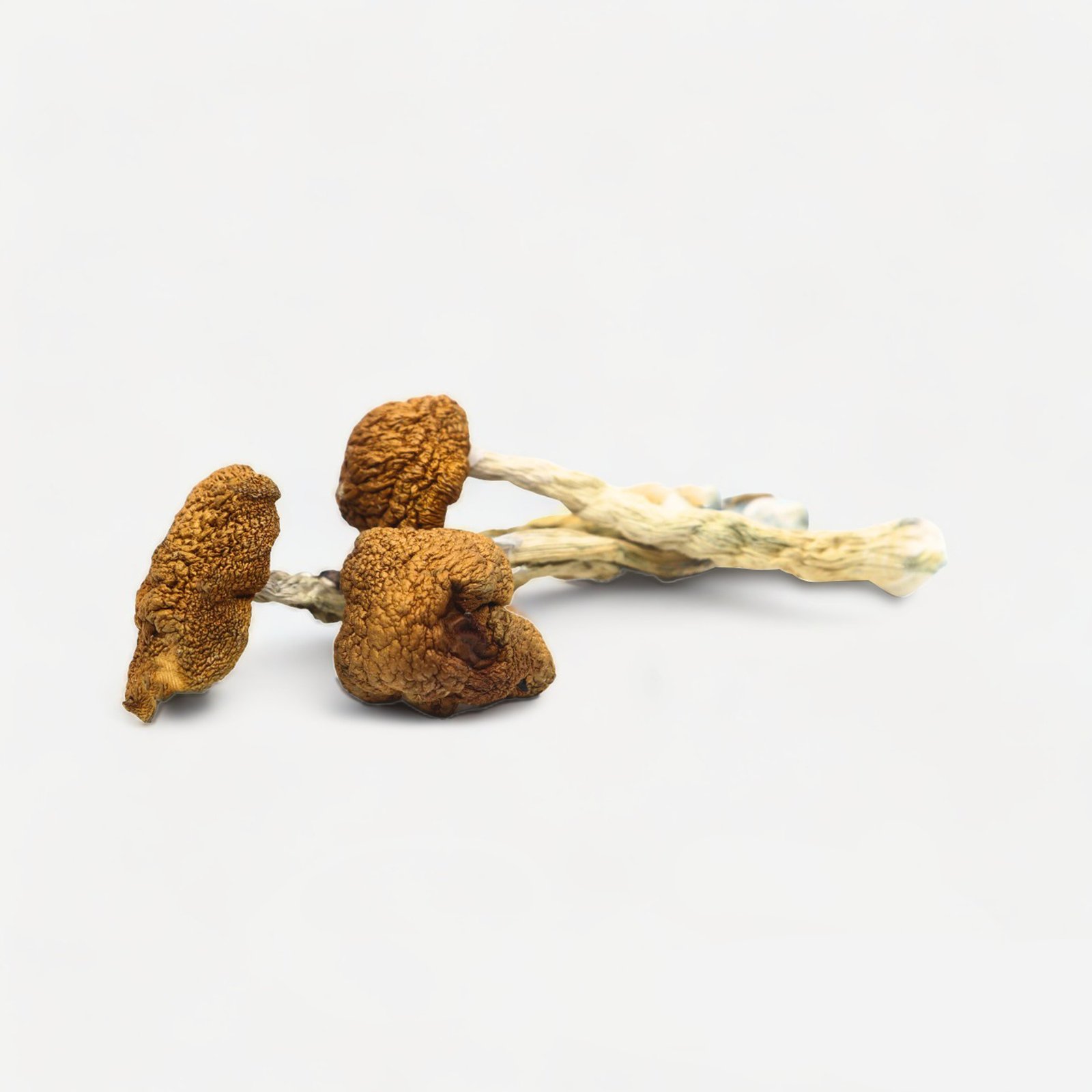 Daddy Long Legs Magic Mushrooms - Image 4