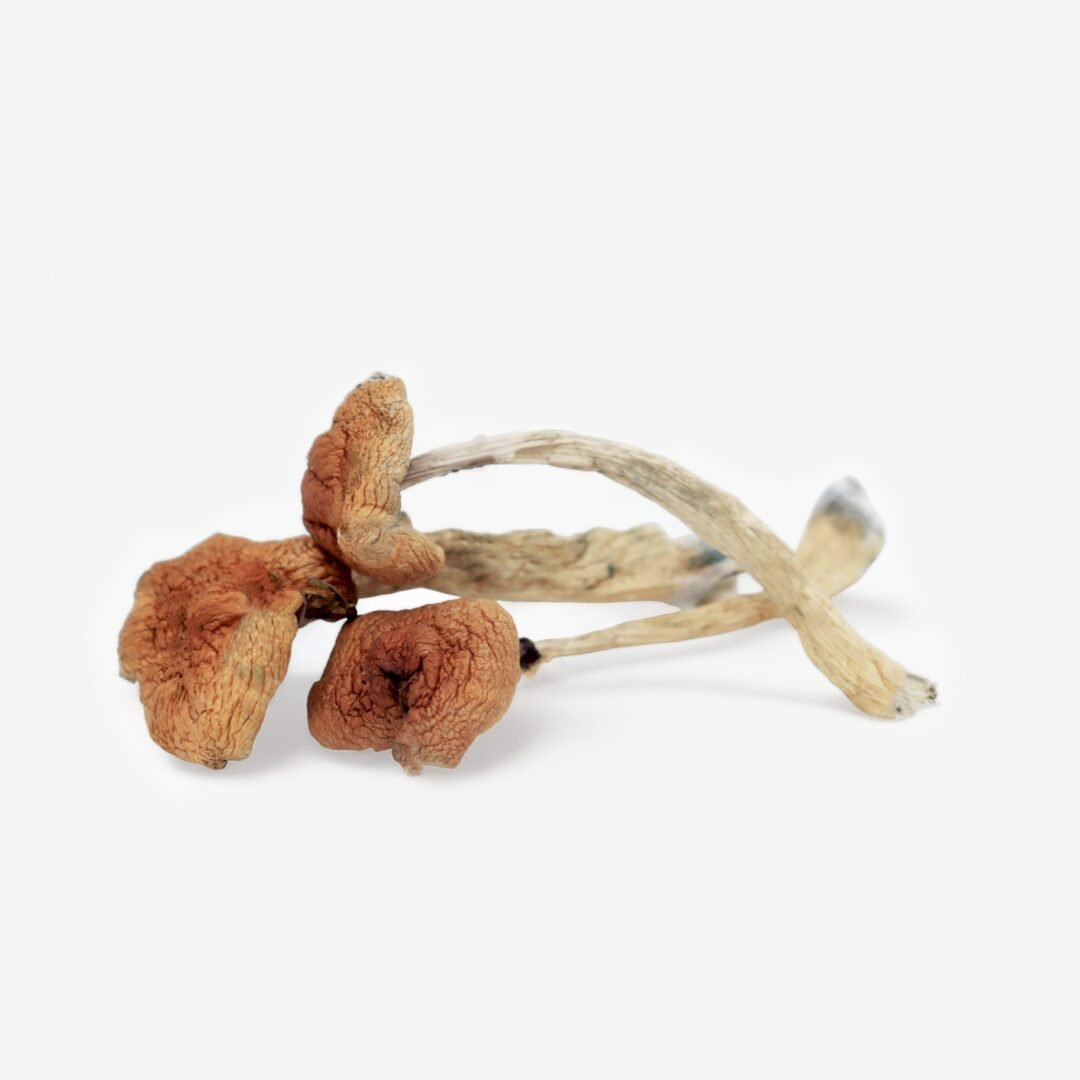 Malabar Magic Mushrooms - Image 3