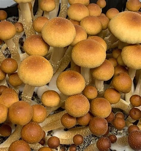 Alacabenzi Magic Mushrooms - Image 3